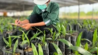 Astra Agro Kembangkan Varietas Bibit Baru yang Tahan Ganoderma