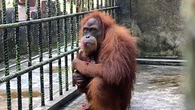 Selamat Datang Penghuni Baru Kebun Binatang Kasang Kulim, Bayi Orangutan Jantan Lahir