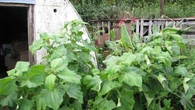 7 Ide Kebun Umbi Yakon di Pekarangan Rumah, Mudah Dirawat untuk Cadangan Pangan Rumahan