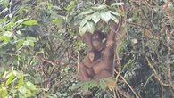 Menikmati Pesona Keindahan Taman Nasional Betung Kerihun, Surga Tersembunyi di Kalimantan ...