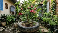 8 Jenis Pohon Buah yang Cocok Ditanam di Ban Bekas Motor untuk Lahan Sempit, Panen Melimpa...