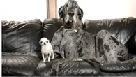 Momen Langka Anjing Tertinggi dan Terpendek di Dunia Main Bareng, Bikin Gemas