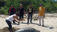 Bangkai Penyu Hijau Ditemukan di Pantai Legok Sukabumi, Diduga Korban Bycatch