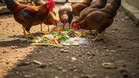 9 Cara Membesarkan Ayam Kampung dengan Pakan Sisa Dapur, Solusi Ekonomis untuk Peternak