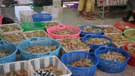 Usai Kasus Tercemar Radioaktif, Pemerintah Harus Ketat Pengawasan Udang