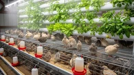 7 Ternak Mini yang Cocok Digabung dengan Kebun Vertikal untuk Maksimalkan Lahan Sempit