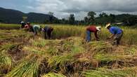 Gabah dari Petani Tak Terserap Bulog, Petani Terpaksa Jual ke Tengkulak