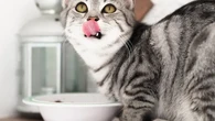 Cara Memilih Makanan Kering untuk Kucing agar Anabul Kesayangan Tumbuh Sehat