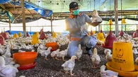 Semakin Banyak Mamalia Terinfeksi Flu Burung Termasuk Tikus, Epidemiolog: Potensi Menular ...