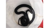 5 Hewan yang Bisa Masuk Lewat Lubang Toilet, Ini Cara Simpel Mencegahnya