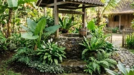 8 Jenis Pohon Buah yang Cocok Ditanam Dekat Sumur Rumah, Tak Rusak Kualitas Air