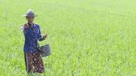 Indonesia Butuh 3 Juta Ha Sawah Baru untuk Swasembada Pangan