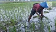Cerita KKN UGM di Pulau Enggano, Panen Padi Gamagora pada Pertengahan Juni