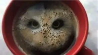 Burung Hantu atau Kopi? Gambar Pertama Dilihat Ungkap Cara Berpikirmu
