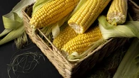 Cara Simpan Jagung agar Tidak Cepat Busuk