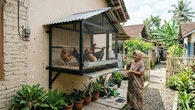 Cara Membuat Kandang Ayam Menempel Tembok yang Hemat Tempat, Ini 7 Desainnya
