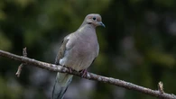 7 Jenis Pohon yang Bisa Mengundang Burung Tekukur ke Pekarangan, Bikin Terasa Asri
