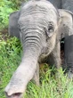 Penyebab Kematian Gajah Tari di Taman Nasional Tesso Nilo Terungkap