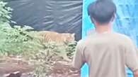 Harimau Berburu di Kamp Pekerja Kabupaten Pelalawan