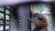 Kisah Miris Perjalanan Mungky, Orang Utan Kalimantan yang Tak Bisa Pulang ke Hutan