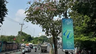 Jalan Protokol Depok Bersolek dengan Mekarnya Tabebuya