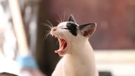 Mengenal 'Karakan Kucing' di Desa Selok Awar-Awar, Tradisi Tolak Bala yang Tetap Lestari