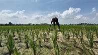El Nino Mulai Menggila, Ribuan Sawah di Lampung Terancam Puso