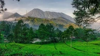 Tanam Sejuta Pohon, PTPN Hijaukan Puncak Bogor