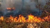 Karhutla Landa Kawasan Wisata Coban Rondo Malang, Petugas Gabungan Dikerahkan untuk Padamk...