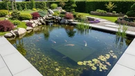 7 Cara Membuat Kolam Ikan Low Maintenance agar Tidak Cepat Keruh dan Bebas Lumut Berlebih
