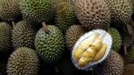 Pemkab Purwakarta Dorong Produktivitas Durian Jadi Buah Unggulan di Jawa Barat