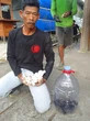 Pedagang Bakso di Klaten Ketakutan Warungnya Jadi Sarang Kobra, Ada 40 Telur
