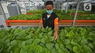 Peran Bioteknologi dalam Genjot Produksi Pangan