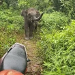 6 Video Viral Anak Gajah nan Menggemaskan, Ada Domang dari Taman Nasional Tesso Nilo