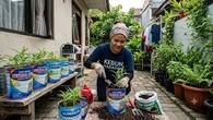 Cara Menanam Kangkung di Toples Bekas Susu Bubuk, Hemat dan Ramah Lingkungan