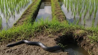 Ular Sawah Coklat Berbisa atau Tidak? Berikut Panduan Lengkap untuk Keselamatan