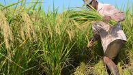Nilai Tukar Petani Naik 0,19 Persen di Juni 2021