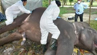 Bolak-balik Dekati Kebun Warga, Gajah Ditemukan Mati Sendirian di Pelalawan