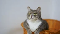 12 Fakta Unik Kucing: Bisa Kidal dan Lebih Panjang Umur dari Anjing