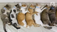 Benarkah Kucing Oren Barbar dan Kucing Putih Pemalas? Ini Kata Dokter Hewan IPB!