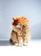 Dear Cat Lovers: Telur Ayam Bisa Meredam Alergi Kucing pada Manusia, Bagaimana Caranya?