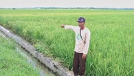 40 Tahun Kesulitan Air, Petani di Langkat Sumut Menjerit