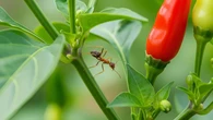 7 Cara Mengusir Semut Dari Tanaman Cabai Tanpa Pestisida Kimia untuk Kebun Sehat dan Produ...