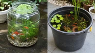 Kolam Mini Galon vs Ember, Mana yang Lebih Cocok untuk Memelihara Ikan Hias? Ini Perbandin...
