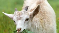 19 Tanaman yang Bisa Racuni Kambing: Waspada Sebabkan Kematian