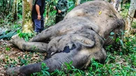 BBKSDA Riau Ungkap Hasil Bedah Gajah yang Ditemukan Mati di Kebun Warga, Diracun?