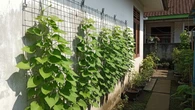 Cara Menata Kebun Rambat agar Panen Lebih Rapi Mudah Dipetik, Cocok untuk Pekarangan Sempi...