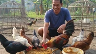 Cara Membesarkan Ayam Kampung dengan Pakan Racikan Rumahan untuk Efisiensi Optimal