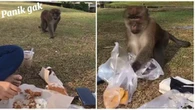 Aksi Monyet Nakal Ambil Makanan Orang Piknik Ini Bikin Ngakak