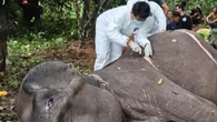 Kronologi Gajah Dona Meninggal, Sempat Kritis Enam Hari dan Tak Mau Makan